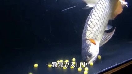 金龍魚吃不吃小魚：關于金龍魚吃不吃小魚的詳細解釋金龍魚吃小魚怎么辦