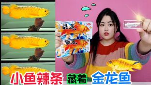 金龍魚吃不吃小魚：關于金龍魚吃不吃小魚的詳細解釋金龍魚吃小魚怎么辦
