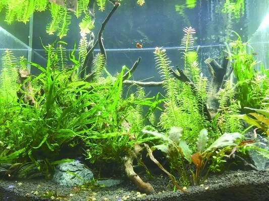 魚缸背景紙貼法視頻：如何將魚缸背景紙貼在魚缸上