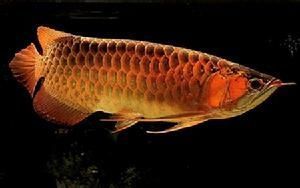魚缸放在門對面（研究魚缸擺放與家庭和諧關系） 魚缸放在門對面（研究魚缸擺放與家庭和諧關系） 魚缸百科