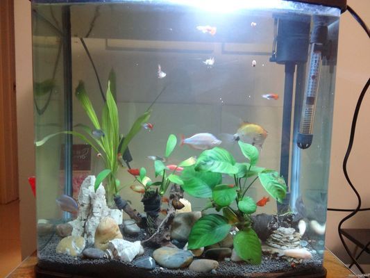 廈門市集美區(qū)斗魚水族館（廈門市集美區(qū)斗魚水族館地址）