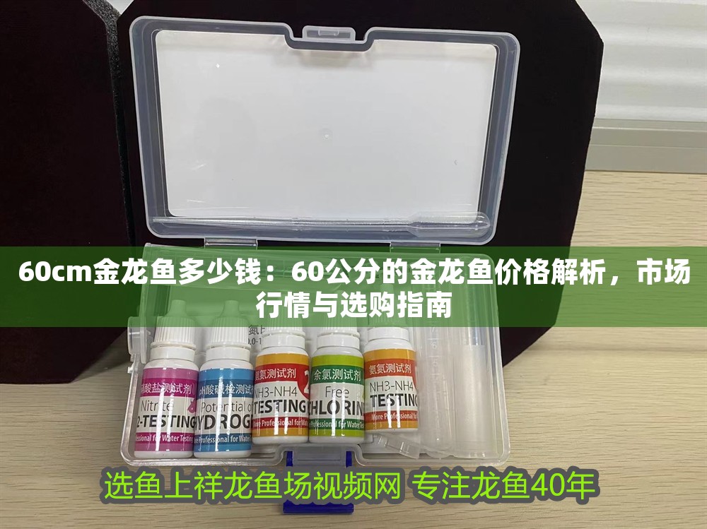 60cm金龍魚多少錢：60公分的金龍魚價格解析，市場行情與選購指南