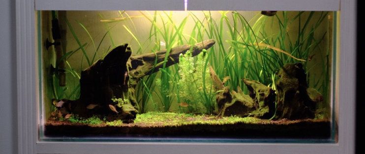 魚缸換水器的工作原理和注意事項：養魚新手入門指南