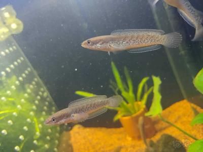 鬼王雷龍魚的飼養技巧鬼王雷龍魚的飼養技巧和技巧：養鬼王雷龍魚的飼養技巧鬼王雷龍魚的飼養技巧和技巧