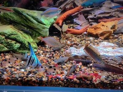 鬼王雷龍魚的飼養技巧鬼王雷龍魚的飼養技巧和技巧：養鬼王雷龍魚的飼養技巧鬼王雷龍魚的飼養技巧和技巧