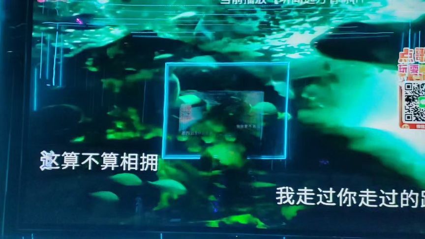 魚缸歌詞完整版：張韶涵《魚缸》歌曲mv