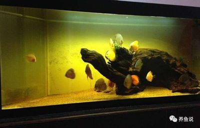 沉木的處理方法：放魚缸的木頭應該如何處理