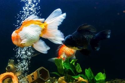 龍魚得水霉病是什么癥狀呢：如何有效治療龍魚水霉病 龍魚得水霉病是什么癥狀呢：如何有效治療龍魚水霉病 龍魚百科 第5張