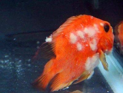 龍魚得水霉病是什么癥狀呢：如何有效治療龍魚水霉病 龍魚得水霉病是什么癥狀呢：如何有效治療龍魚水霉病 龍魚百科 第1張