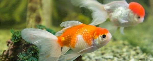 龍魚得水霉病是什么癥狀呢：如何有效治療龍魚水霉病 龍魚得水霉病是什么癥狀呢：如何有效治療龍魚水霉病 龍魚百科 第3張