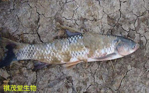 龍魚得水霉病是什么癥狀呢：如何有效治療龍魚水霉病 龍魚得水霉病是什么癥狀呢：如何有效治療龍魚水霉病 龍魚百科 第4張