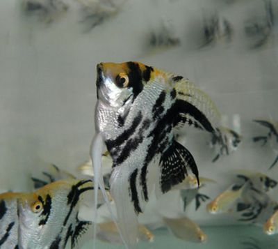 龍魚得水霉病是什么癥狀呢：如何有效治療龍魚水霉病 龍魚得水霉病是什么癥狀呢：如何有效治療龍魚水霉病 龍魚百科 第2張