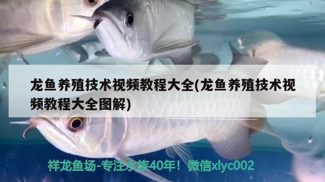 烏達區王偉嘉水族觀賞魚店