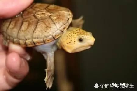 能和龍魚一起養的龜（將龜和龍魚一起養之前，有幾個關鍵因素需要考慮） 能和龍魚一起養的龜（將龜和龍魚一起養之前，有幾個關鍵因素需要考慮） 龍魚百科 第5張