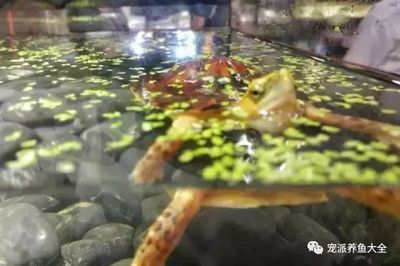 能和龍魚一起養的龜（將龜和龍魚一起養之前，有幾個關鍵因素需要考慮） 能和龍魚一起養的龜（將龜和龍魚一起養之前，有幾個關鍵因素需要考慮） 龍魚百科 第4張