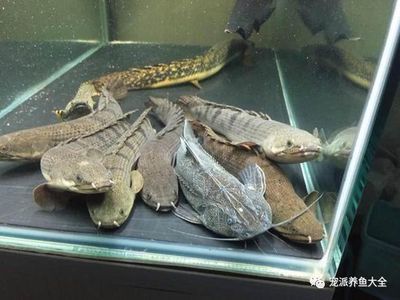 能和龍魚一起養的龜（將龜和龍魚一起養之前，有幾個關鍵因素需要考慮） 能和龍魚一起養的龜（將龜和龍魚一起養之前，有幾個關鍵因素需要考慮） 龍魚百科 第1張