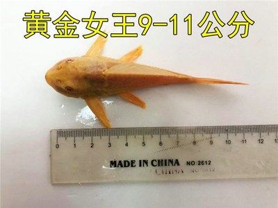 紅鯉魚魚缸的最佳擺放位置是什么？：紅鯉魚魚缸擺放在客廳擺放位置時(shí)需要考慮到風(fēng)水吉位 紅鯉魚魚缸的最佳擺放位置是什么？：紅鯉魚魚缸擺放在客廳擺放位置時(shí)需要考慮到風(fēng)水吉位 魚缸百科 第2張