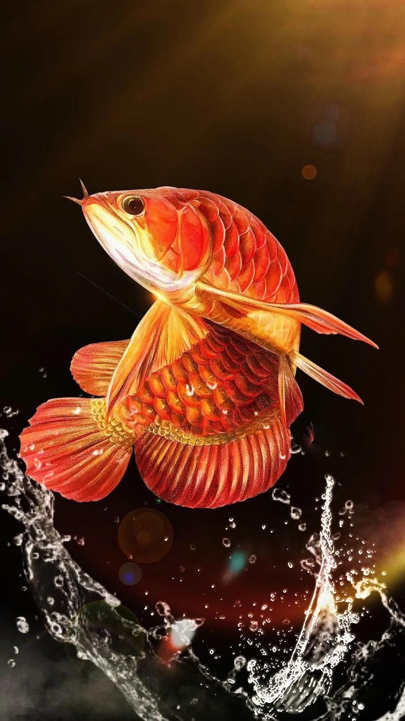 圖騰金龍魚圖片大全高清圖