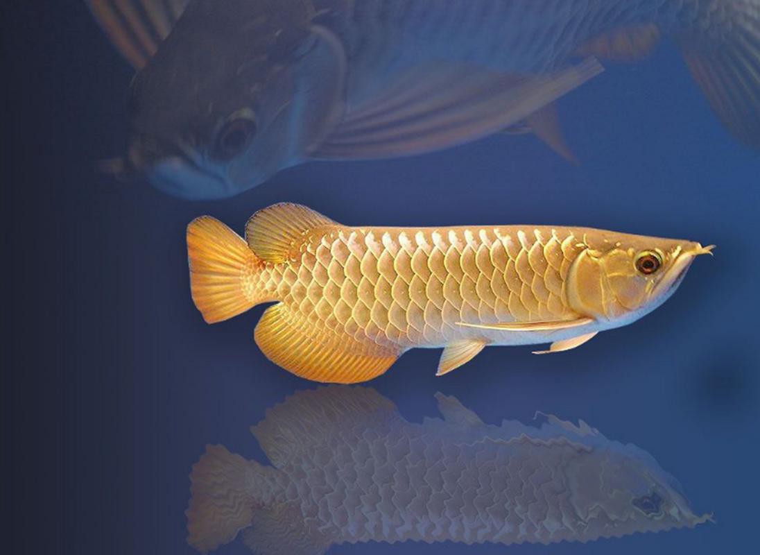 圖騰金龍魚圖片大全高清圖