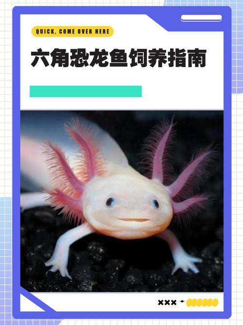推薦一些和六角龍魚混養(yǎng)的生物