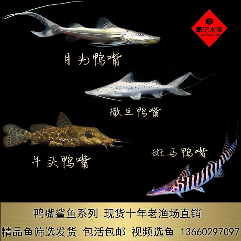 彭澤縣鴻運水族館