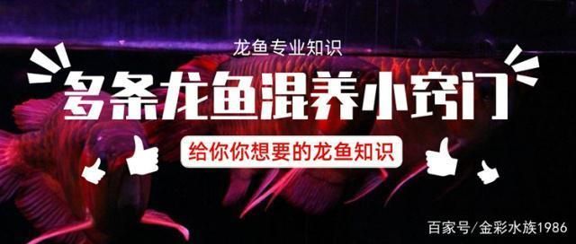 龍魚混養技巧和方法：龍魚混養技巧
