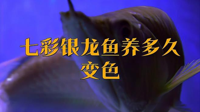 七彩銀龍魚怎么養容易變色