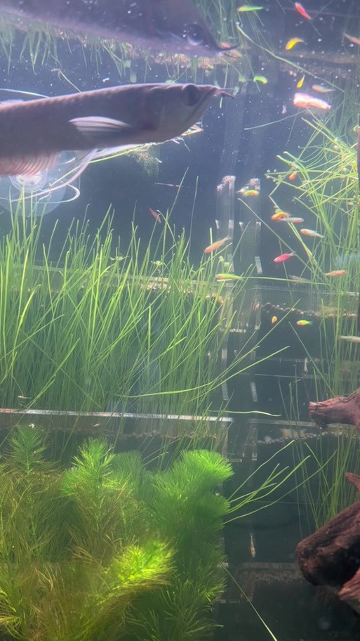 七彩銀龍魚怎么養容易變色