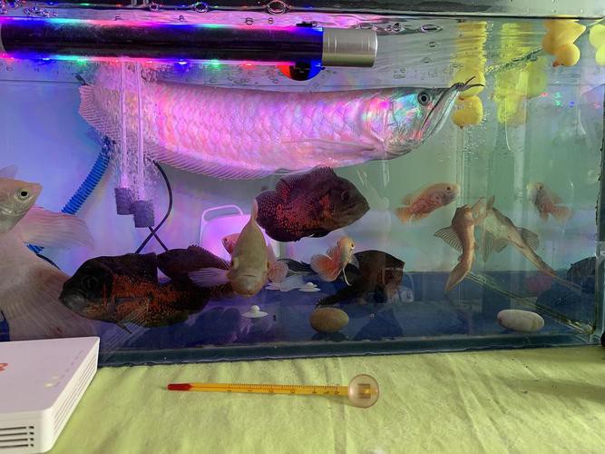 七彩銀龍魚怎么養容易變色