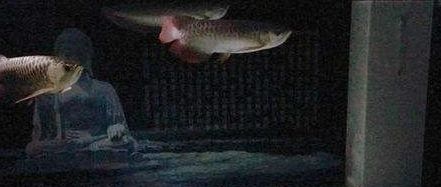 龍魚燈怎樣擺放不掉眼睛：關于龍魚燈擺放的建議