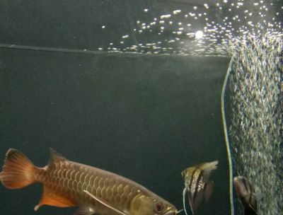 龍魚燈怎樣擺放不掉眼睛：關于龍魚燈擺放的建議