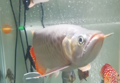 龍魚燈怎樣擺放不掉眼睛：關于龍魚燈擺放的建議