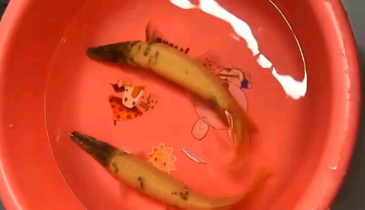 皇家火箭魚最佳混養伙伴，皇家火箭魚混養中下層魚種推薦,避免攻擊性魚種混養策略