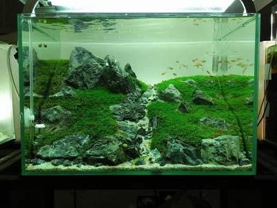 珊瑚魚缸造景圖片大全：珊瑚魚缸造景圖片大全珊瑚魚缸造景圖片大全