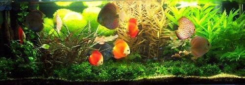 底濾魚缸水渾濁的處理方法：底濾魚缸水渾濁可能是由多種因素引起的，包括物理渾濁和化學渾濁 底濾魚缸水渾濁的處理方法：底濾魚缸水渾濁可能是由多種因素引起的，包括物理渾濁和化學渾濁 魚缸百科 第4張