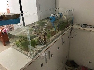 底濾魚缸水渾濁的處理方法：底濾魚缸水渾濁可能是由多種因素引起的，包括物理渾濁和化學渾濁 底濾魚缸水渾濁的處理方法：底濾魚缸水渾濁可能是由多種因素引起的，包括物理渾濁和化學渾濁 魚缸百科 第3張