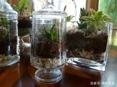 花盆改造魚缸花盆騰訊視頻自制魚缸的注意事項和注意事項：如何將花盆改造成魚缸