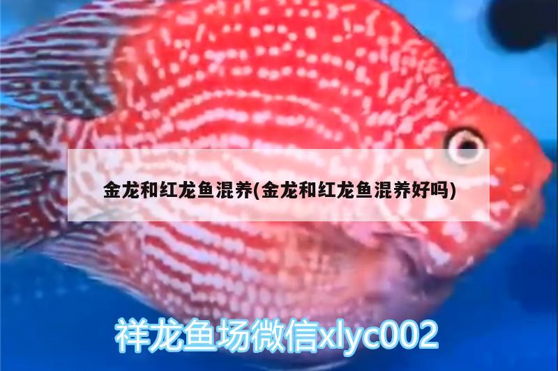 <strong><mark>北京</mark></strong>陳國(guó)芹觀賞魚店