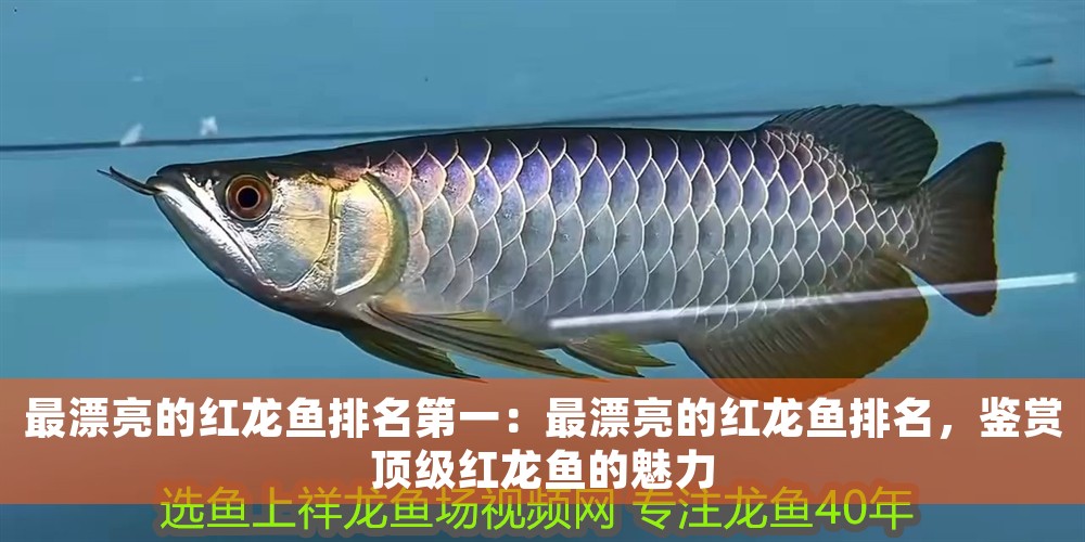 最漂亮的紅龍魚排名第一：最漂亮的紅龍魚排名，鑒賞頂級紅龍魚的魅力 最漂亮的紅龍魚排名第一：最漂亮的紅龍魚排名，鑒賞頂級紅龍魚的魅力 龍魚百科 第1張