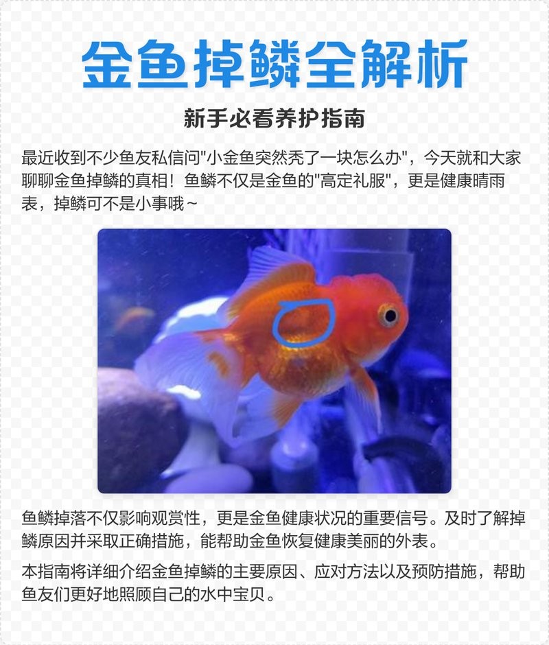 黑身松鱗病治療期間需要多久換一次水？
