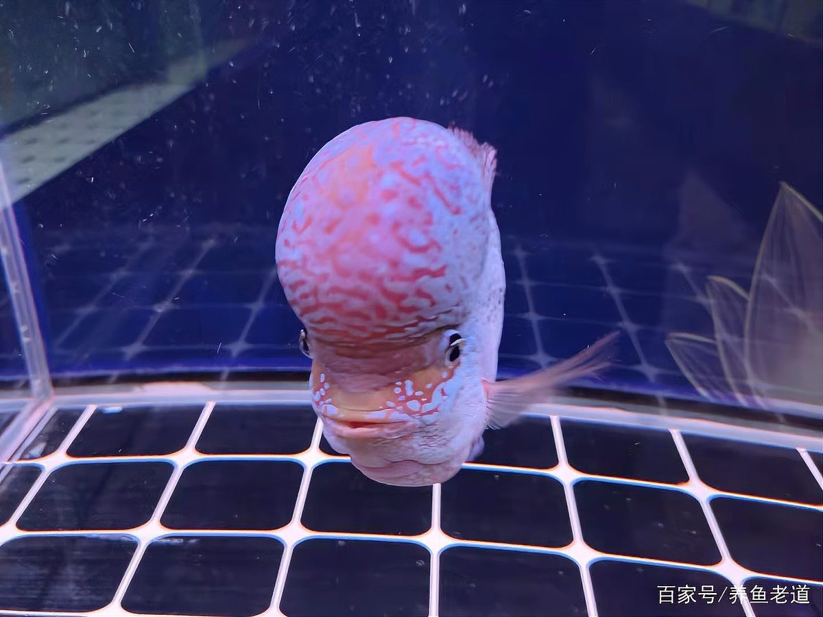 黑身松鱗病治療期間需要多久換一次水？