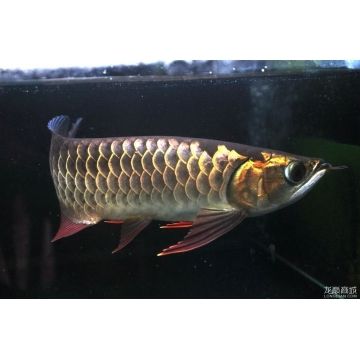 怎么讓金龍魚有金屬感覺（為了讓金龍魚擁有金屬感的外觀，我們要從幾個方面進行考慮和操作）