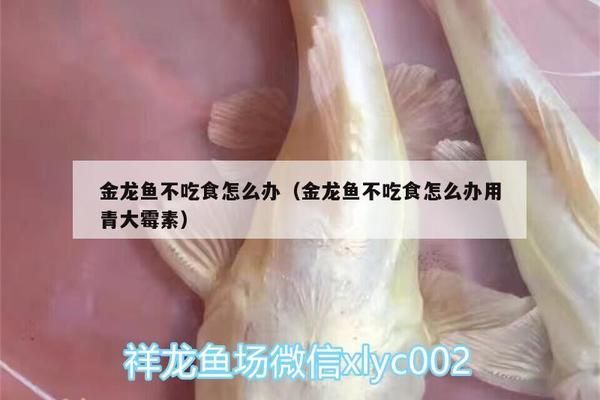 金龍魚說明三不用（金龍魚日常飲食指南）