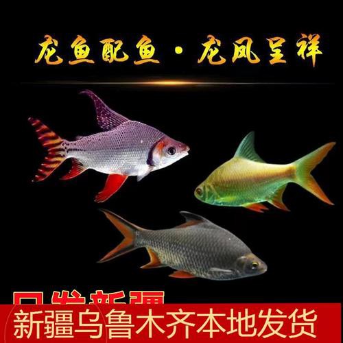 短身紅龍魚需要什么樣的過濾系統？ 短身紅龍魚需要什么樣的過濾系統？ 龍魚百科 第8張
