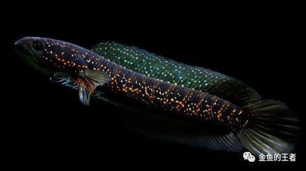 黑魚魚缸養(yǎng)殖技術(shù)視頻講座-在線收看：黑魚養(yǎng)殖技術(shù)視頻