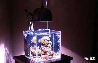 海水魚缸設(shè)備（海水魚缸養(yǎng)護(hù)技巧） 海水魚缸設(shè)備（海水魚缸養(yǎng)護(hù)技巧） 魚缸百科 第4張