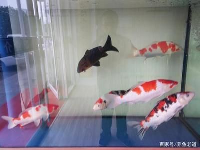 季節(jié)變化對(duì)魚缸水質(zhì)影響：季節(jié)變化對(duì)魚缸水質(zhì)的影響 季節(jié)變化對(duì)魚缸水質(zhì)影響：季節(jié)變化對(duì)魚缸水質(zhì)的影響 魚缸百科 第2張