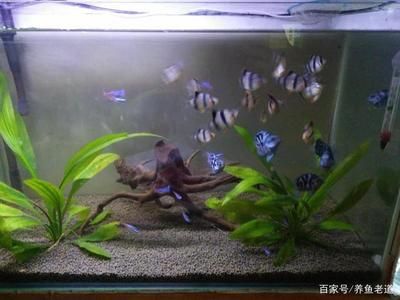 季節(jié)變化對(duì)魚缸水質(zhì)影響：季節(jié)變化對(duì)魚缸水質(zhì)的影響 季節(jié)變化對(duì)魚缸水質(zhì)影響：季節(jié)變化對(duì)魚缸水質(zhì)的影響 魚缸百科 第4張