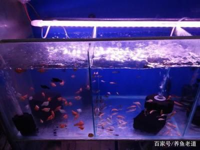 季節(jié)變化對(duì)魚缸水質(zhì)影響：季節(jié)變化對(duì)魚缸水質(zhì)的影響 季節(jié)變化對(duì)魚缸水質(zhì)影響：季節(jié)變化對(duì)魚缸水質(zhì)的影響 魚缸百科 第1張