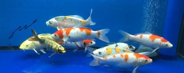 魚缸 vc：維生素c在魚缸中的作用 魚缸 vc：維生素c在魚缸中的作用 魚缸百科 第4張